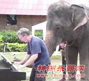 泰国一大象会弹钢琴，且能与钢琴家合奏