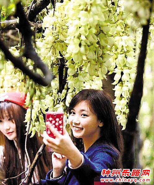 品柑普茶、听果敢拉二胡、赏禾雀花