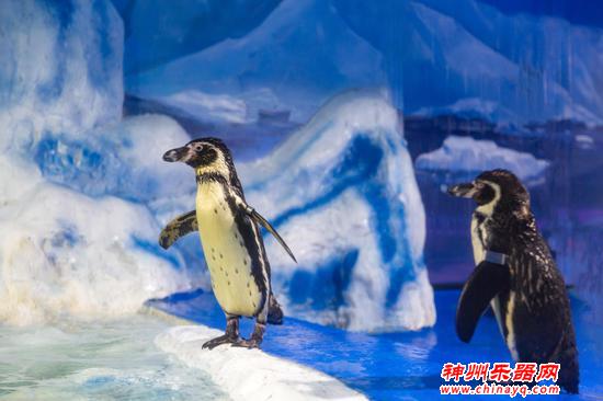 晚场音乐会+数百种海洋生物 来汉海海洋公园跨年狂欢