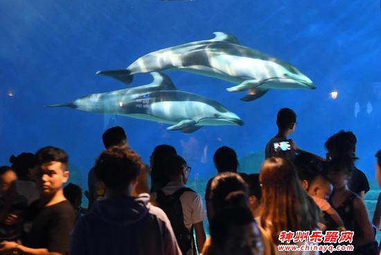 晚场音乐会+数百种海洋生物 来汉海海洋公园跨年狂欢