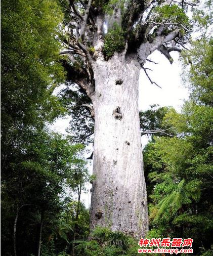 五万年的松木做出来最“老”的乐器