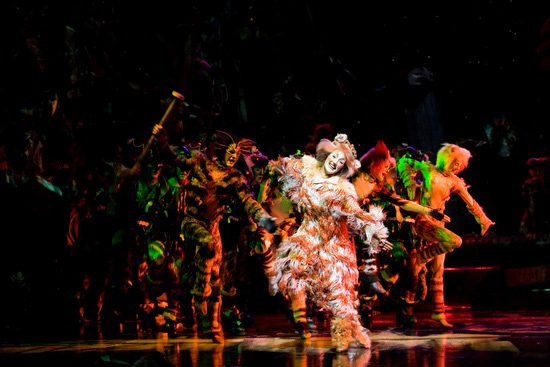 《猫》特辟“绿色通道” 高考生可购80元公益票