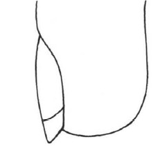 关于初学古典吉他右手是否留指甲的疑惑