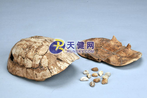 1987年在河南舞阳县贾湖遗址出土的龟甲响器，距今8700-6800年。