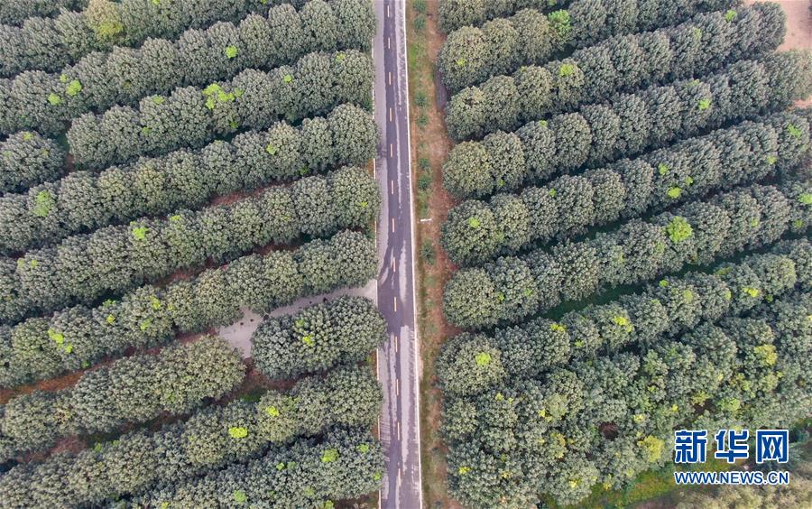 （新华视界）（7）河南兰考：奏响小康新“声”