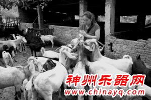 钢琴老师转行养羊玩“私人订制”