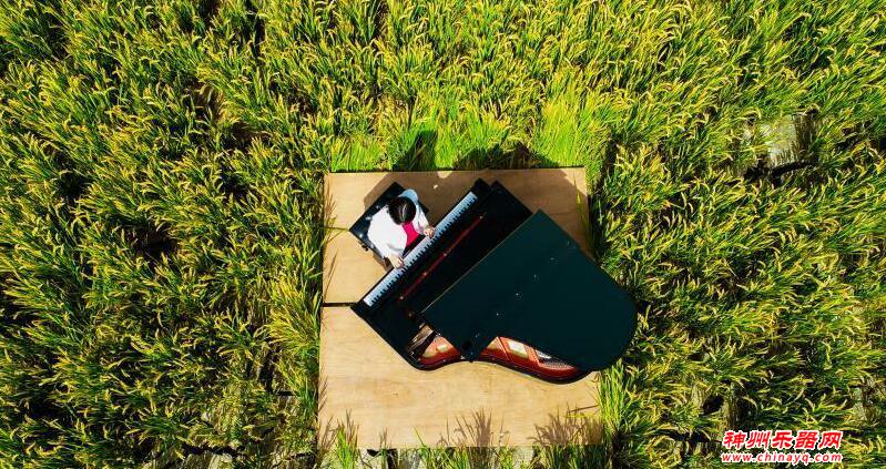 浙江湖州：稻花香里奏响丰收曲