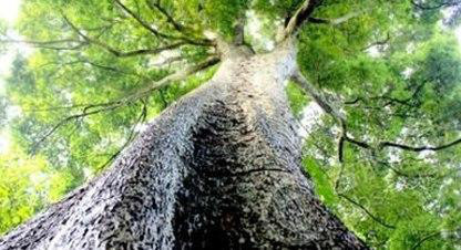 800岁金丝楠木树